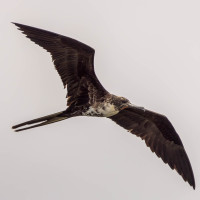 Magnificent Frigatebird